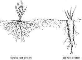 name any two modifications of the roots. Explain in them and give two ...