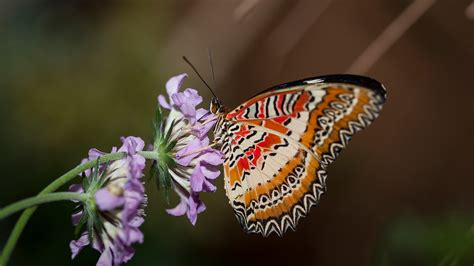Phylum Arthropoda Butterfly