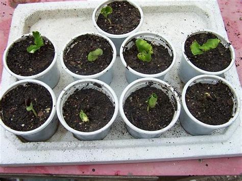 Kış Tatlısı (Chimonanthus praecox) Üretimi - agaclar.net