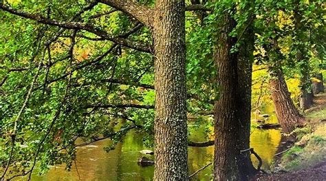 CARAVAN CLUB HASSELA - Campground Reviews & Photos - Tripadvisor