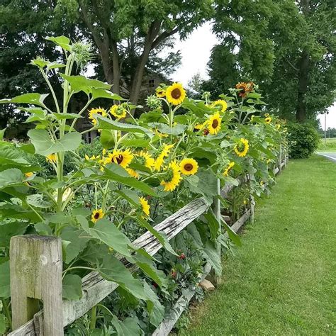 Sunflower Garden Ideas at Daniel Gilmore blog
