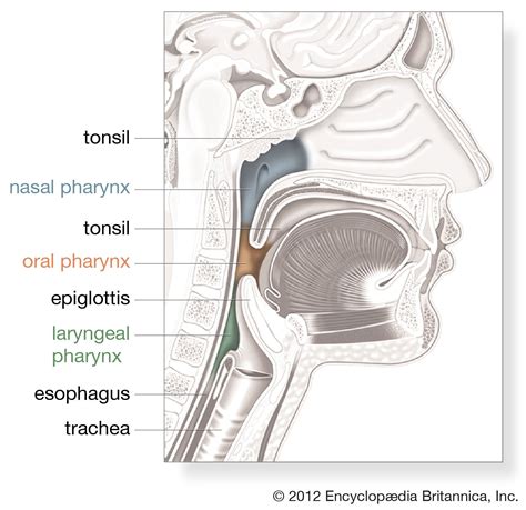 Pharynx Anatomy