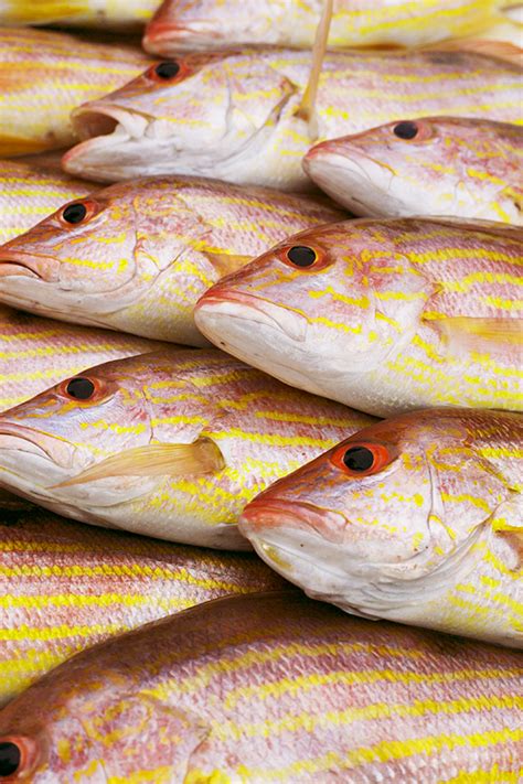 Image result for Canadian Snapper