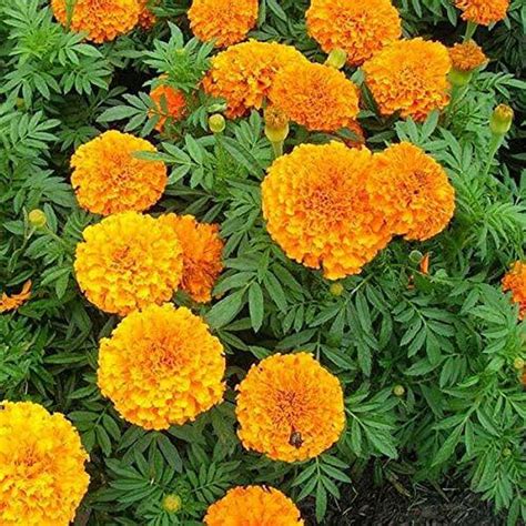 TRICONE Hybrid Orange Marigold Genda Flower Seeds 50 Beej M4 Seed Price ...