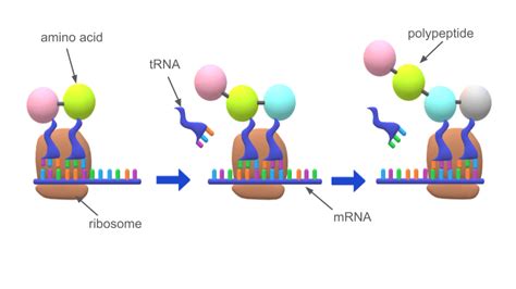 Image result for Protein Synthesis Explained