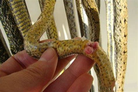 蛇的繁殖特点你知道多少？养殖人须知人工孵化的技巧与方法。 - 每日头条