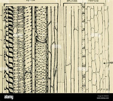 Phloem Longitudinal Section