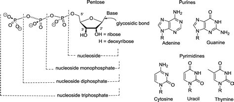 Marine Nucleosides: Structure, Bioactivity, Synthesis and Biosynthesis
