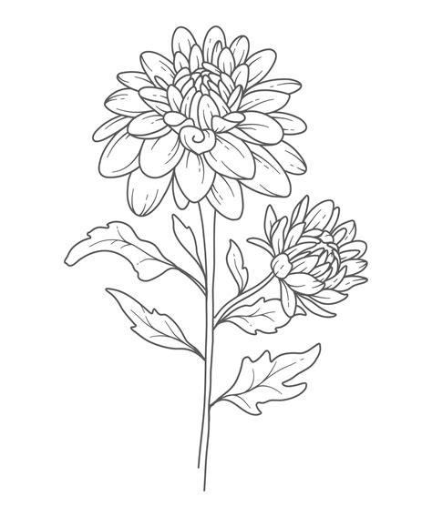Chrysanthemum Line Art. Chrysanthemum outline Illustration. November ...