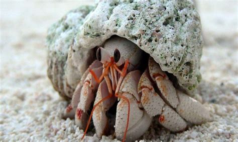 Cute Hermit Crab Names