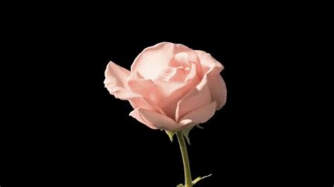 GIF blooming rose pink roses - animated GIF on GIFER - by Moraswyn