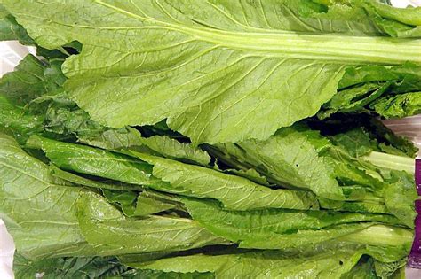 芥菜栽培实用技术，附芥菜的主要价值与种类 - 农敢网