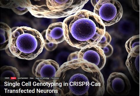 Image result for Multigene Editing Vector