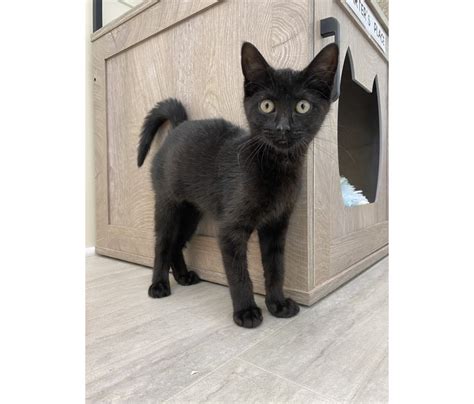 'Super Sweet' Lexi: Huntington Adoptable Pet Of The Week | Huntington ...