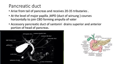 Pancreas RADIOLOGY | PPTX