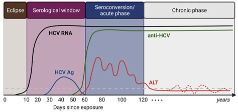 Recent Insights into the Role of B Cells in Chronic Hepatitis B and C Infections