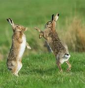 Image result for Rabbit Jump