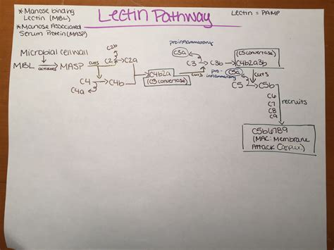 Image result for Lectin Pathway Animation