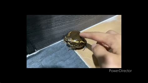 Exploding Frog Video 的图像结果