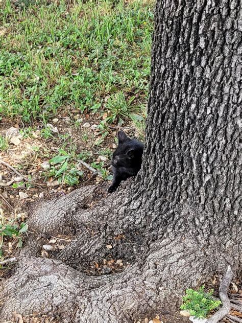 Black kitten found at Irving Mall next to 183 and Belt Line. It climbed ...