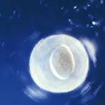 Image result for Conception Light Flash