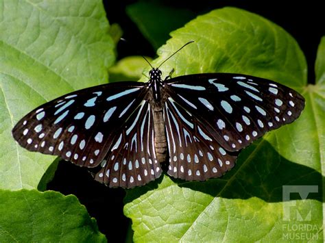 Blue Tiger Butterfly