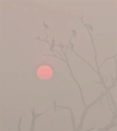 Migratory birds flock to Lucknow wetland as winter sets in | LDA ...