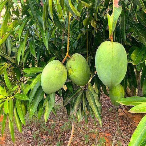 IXORA Mango Malgova Mulgoba Variety Grafted Aam Fruit Live Plants ...