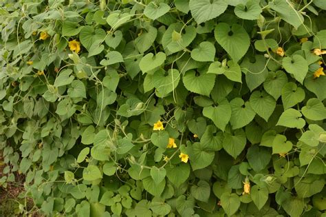 Discover 15 Invasive Species in Wisconsin - A-Z Animals