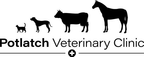 Learn About Puppies & Kittens, 240 6th St., Potlatch, ID, United States ...