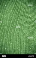 Image result for Wood Grain Pattern Brush Photoshop