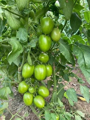 Hybrid Tomato Seeds - Mani CB22 Hybrid Tomato Seeds Trader - Retailer ...