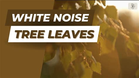 Image result for Relaxing Tree Sounds