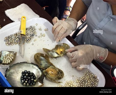 Oyster Pearl Removal at Catherine Grant blog