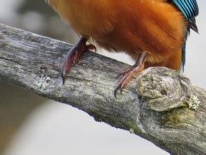 Kingfisher is a bird in which the feet are [CBSE PMT 1988] A ...