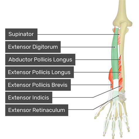 Extensor Indicis Nerve Supply