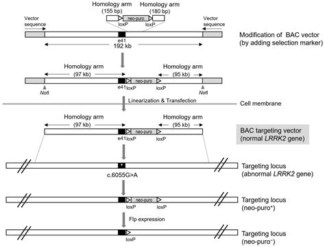 Advances in Gene Therapy Techniques to Treat LRRK2 Gene Mutation