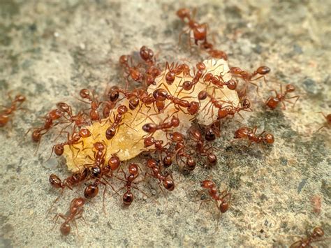 A colony of fire ants that feed on leftovers in the sand 19200486 Stock ...