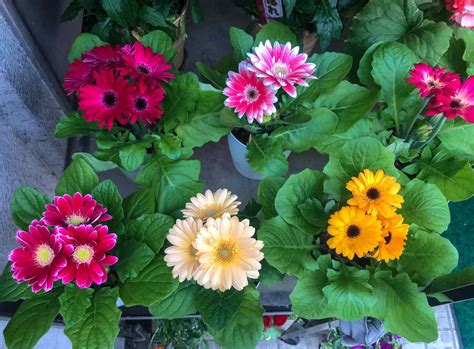 How to Grow and Care for Gerbera Daisy