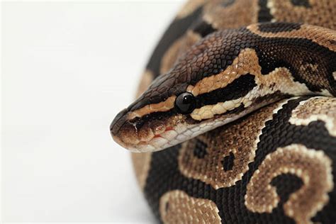 Image result for Python's Constricting Animals