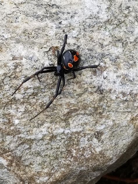 False Black Widow Spiders North Carolina : The 4 Venomous Spiders Of ...