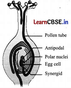 Image result for Functions of Labelling Class 12 Bio Ch. 1 Groth of Pollen Tube