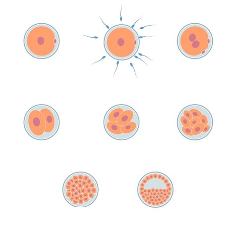 Image result for Early Embryo Development