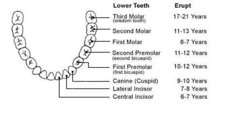 Indian Dental Association