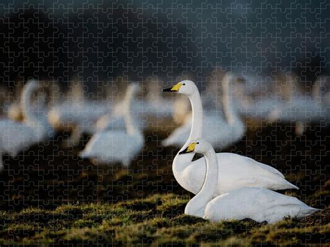 Whooper Swans Jigsaw Puzzle by Roine Magnusson - Photos.com