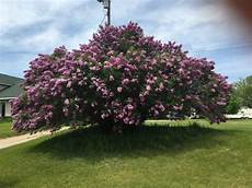 lilac tree largest lilac tree in michigan ask an expert lilac tree largest lilac tree in michigan ask an expert