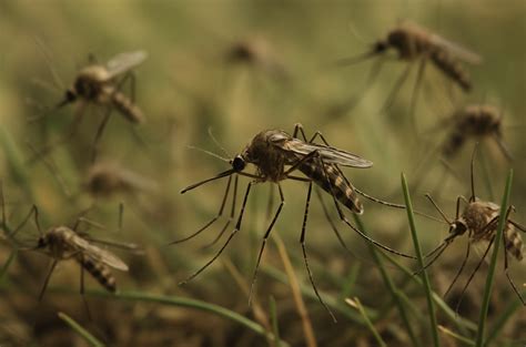 The Pill That Turns Human Blood Into a Mosquito’s Undoing — Michele Gargiulo