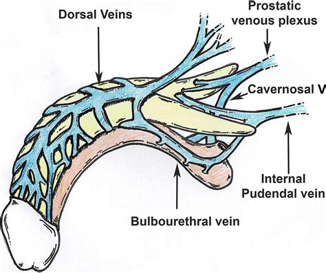 US of the Penis: Beyond Erectile Dysfunction | RadioGraphics