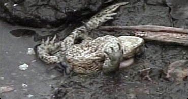 Exploding Frog Video 的图像结果