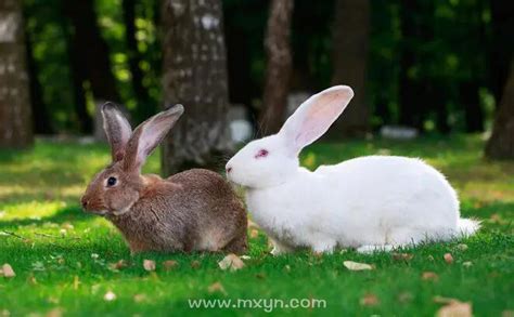 周公解梦-梦见兔子-做梦梦到兔子